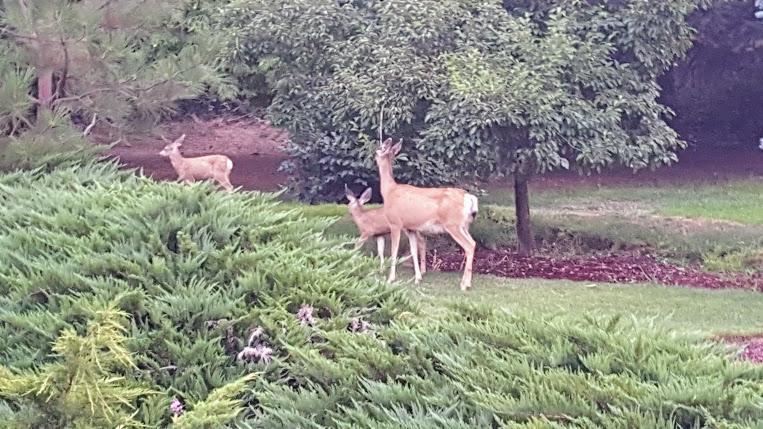 ליבנוורת' Fox Den Bed & Breakfast מראה חיצוני תמונה